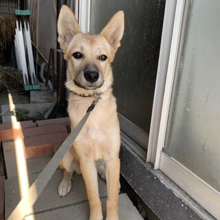 保護主都合で募集終了