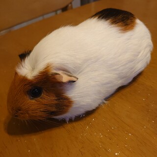 モルモットの里親さん募集