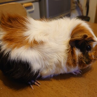 モルモットの里親さん募集