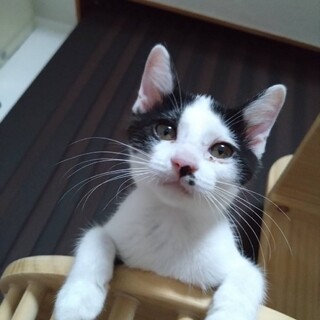 可愛い甘えん坊の女の子6ヶ月つばさちゃん