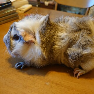 モルモットの里親さん募集