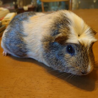 モルモットの里親さん募集