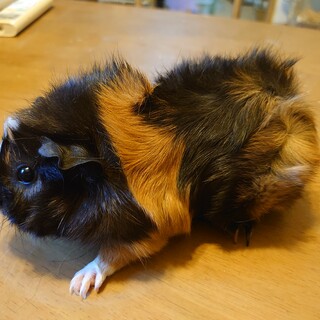 モルモットの里親さん募集