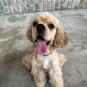 人が大好きおてんばアメリくん