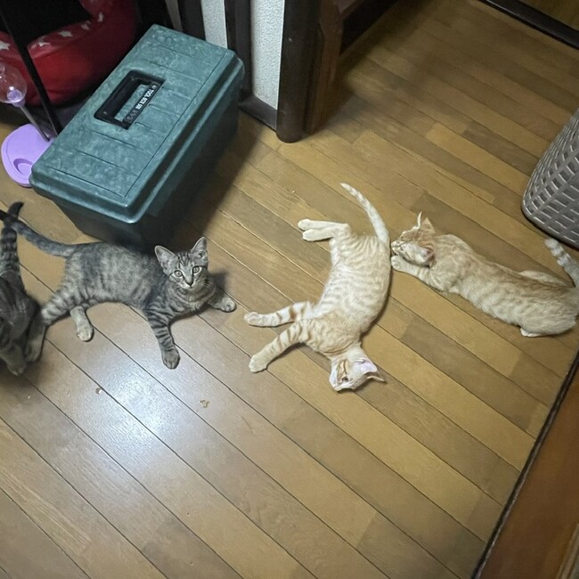 ししっぺのカバー写真