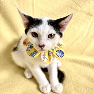 【7/27東銀座】さとくん★２ヵ月半♪