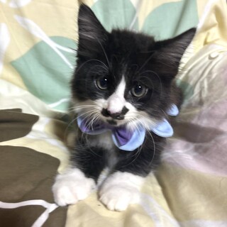 【7/27東銀座】もりくん★２ヵ月半♪