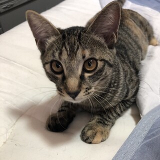 4兄弟♪生後4ヶ月のキジトラ♀