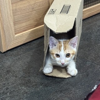 とっても元気で可愛い男の子　おっちーくん