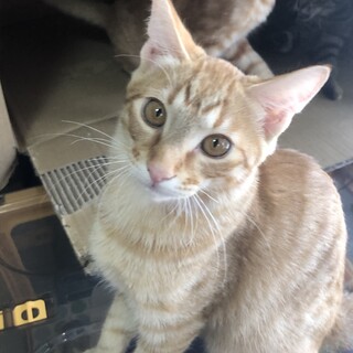 4兄弟♪生後4ヶ月の茶トラ♂