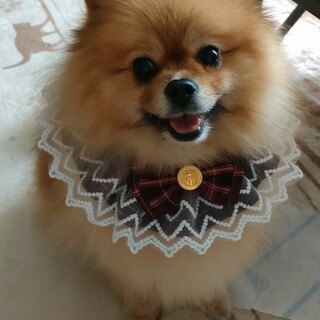 ポメラニアン女の子