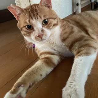 一時募集停止中！【ゆめ丸】