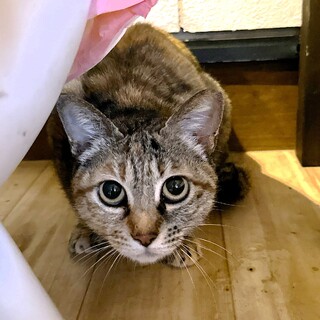 大人しいキジの女の子『ニャース』♀