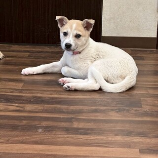 生後約3ヶ月マイペースの女の子(ミルクちゃん)