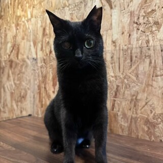 人が大好きで超甘えん坊！お転婆な女の子 ぽんぽん