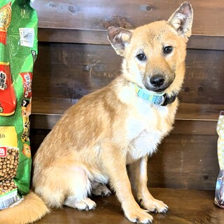 ビビりでお利口さんな『うさん』君