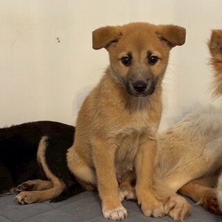 生後約3ヶ月のおてんばボーイ(小次郎くん)