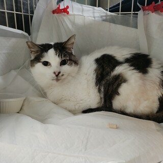 穏やかで、物静かな女の子