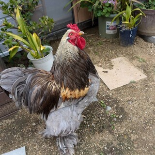 【至急】ブラマ　オス　ニワトリ里親募集