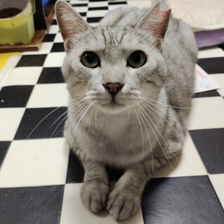 大きくて優しい男の子