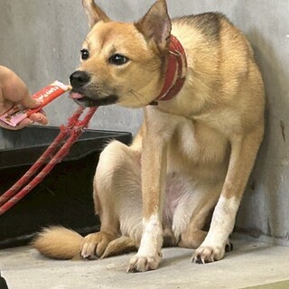 大きなお耳とまろ眉が可愛い☆【こなつ】ちゃん
