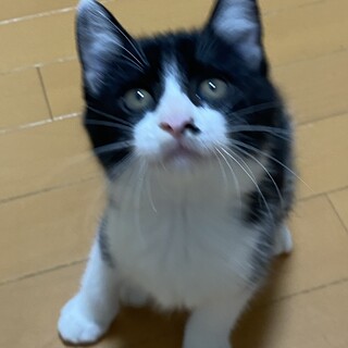 シッポが短い白黒　子猫めかぶ
