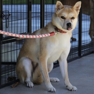 お目めがくりんくりん♡可愛いゆりちゃん