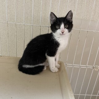 ホクロがチャーミングなハチワレの男の子