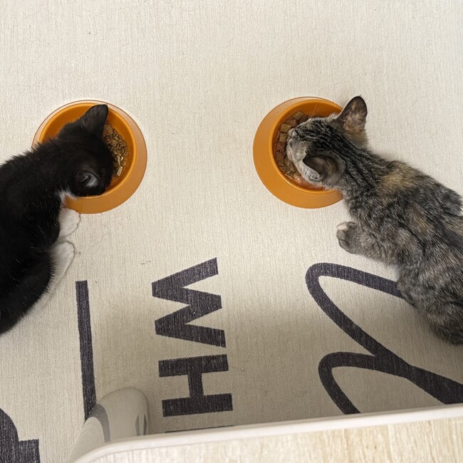 かにくらぶのカバー写真