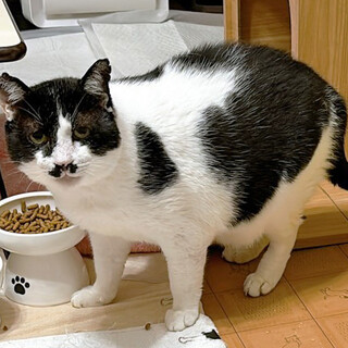 しげる約8歳♂自ら捕獲機に入った猫