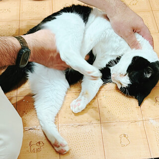 デブリン約6歳♂多頭飼育からレスキュー