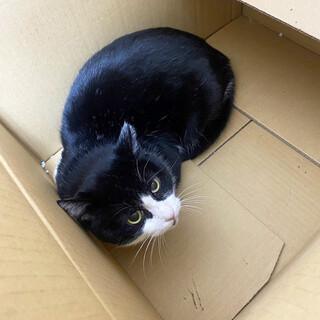 半平太約3〜6歳♂眉間に傷の白黒猫