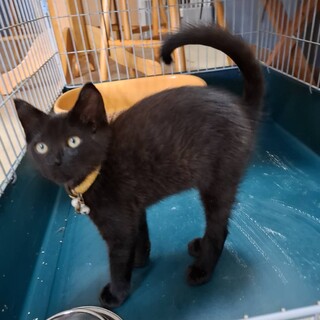 大人しい甘えん坊黒猫子猫マグロ君4ヶ月位