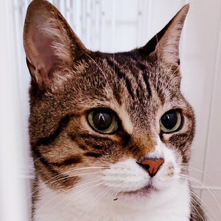 飼い主さんの入院で保護♀つなちゃん約8歳