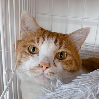 飼い主さん入院で保護♂あゆ君約6歳～7歳