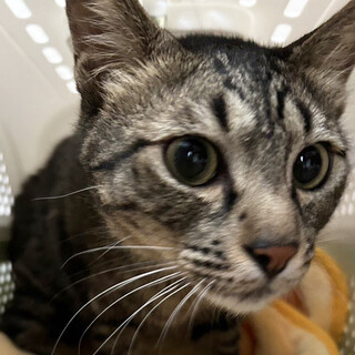 福岡のダムに遺棄♂セブン約3歳