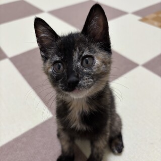 サビ猫　七海ちゃん　里親様募集中