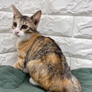 【3/1東日本橋】縞三毛♥️ブレイクちゃん