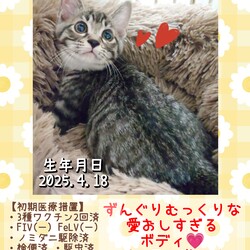 秘密結社ねこのひげ♡保護猫譲渡会 サムネイル2