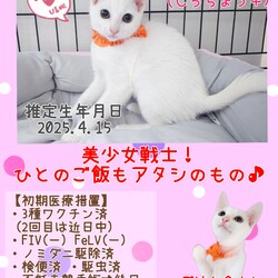 秘密結社ねこのひげ♡保護猫譲渡会 サムネイル3