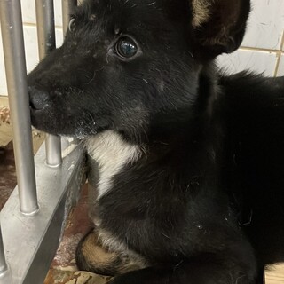 幼い子犬でも処分対象　収容期限8月1日朝迄