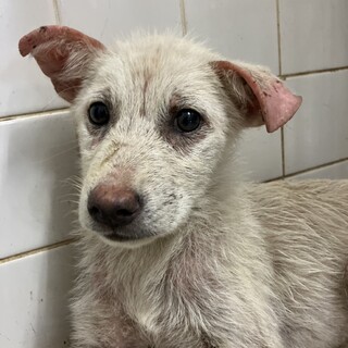 絶対可愛くなる男の子　優先期間7月31日迄