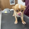 ⭐︎尻尾フリフリ可愛いチワワ⭐︎メルちゃん3歳 サムネイル4