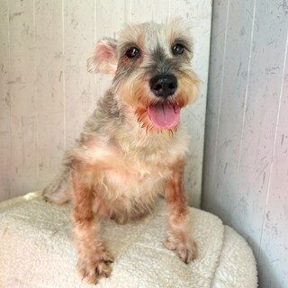 お利口さんな美形シュナちゃん♫