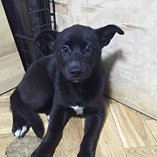 保健所救助犬！里親様緊急募集！！