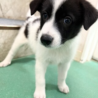 生後1ヶ月半 メス　可愛い幼い子犬