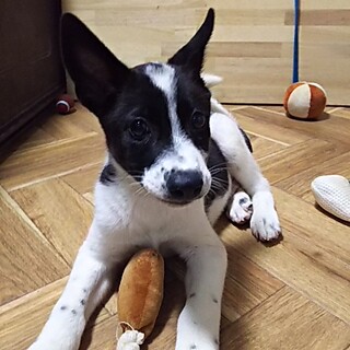 保健所救助犬！里親様緊急募集！！