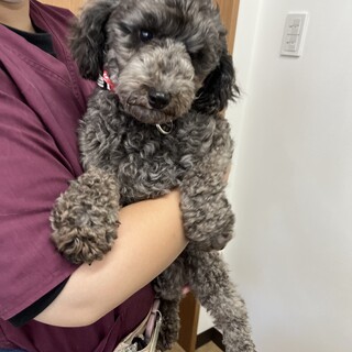 イケメン⭐︎シルバーヘアーのプードル⭐︎まぁくん