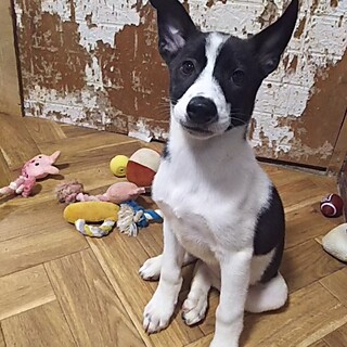 保健所救助犬！里親様緊急募集！！