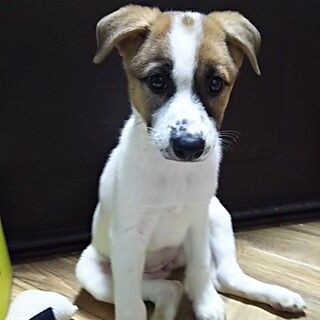 保健所救助犬！里親様緊急募集！！